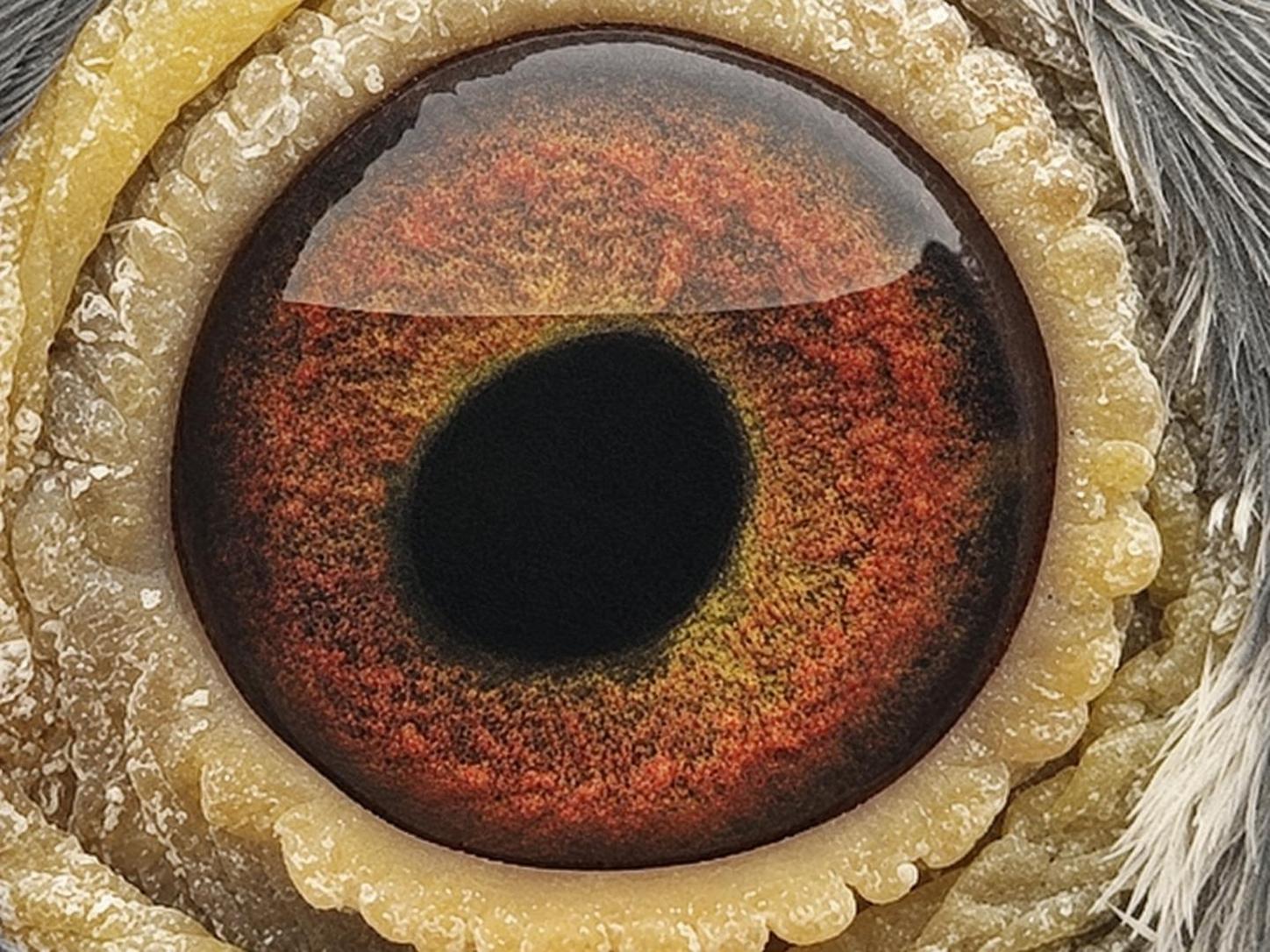 Pigeon eye